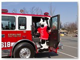 Cow on the SVFC truck
